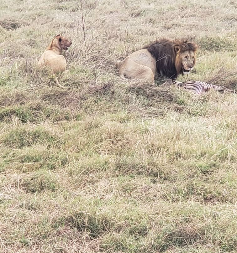 Tanzania Safari Radar - Serengeti Tours from Arusha-阿鲁沙必去景点