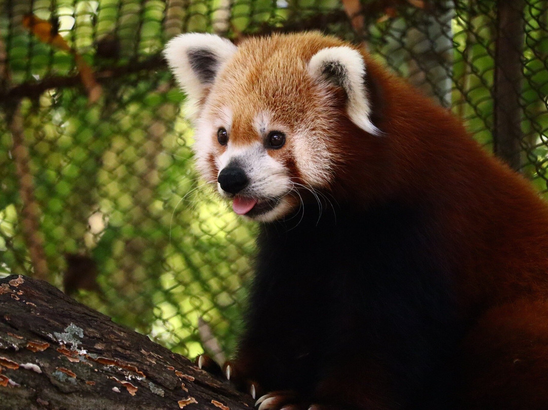Zoo Knoxville-诺克斯维尔必去景点