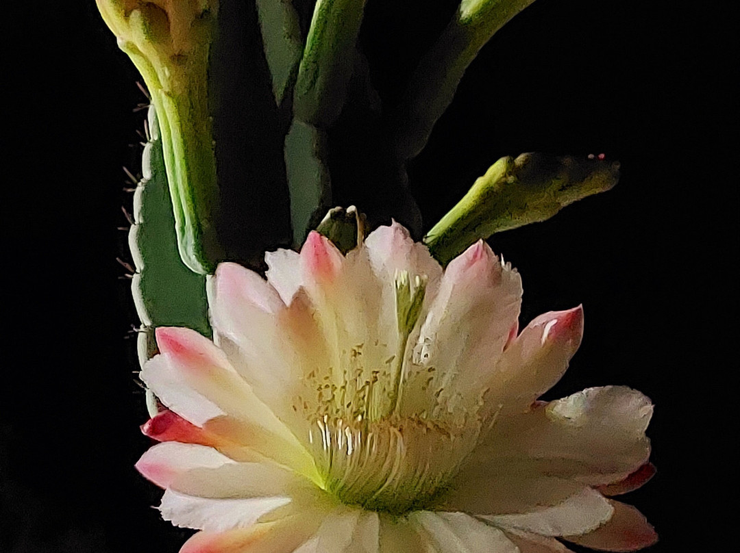 Agriturismo San Pietro主图