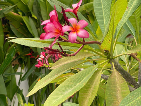 巴厘岛朵帕蒂别墅主图