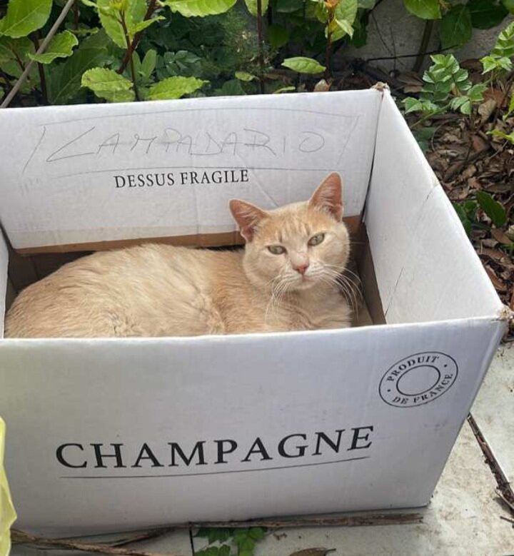 B&b Il Giardino Stellato Di Michela主图