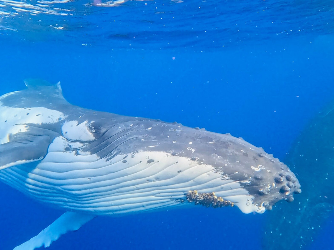 Explore Niue Island Tour-阿洛菲必去景点