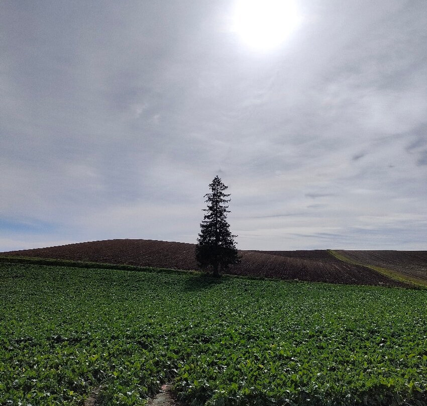 Christmas Tree no Ki-美瑛町必去景点