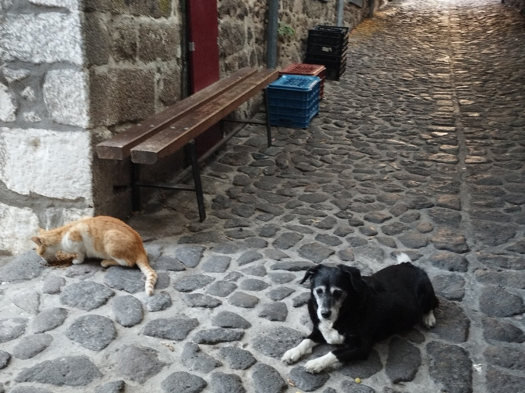 The Shoolmistress With The Golden Eyes主图