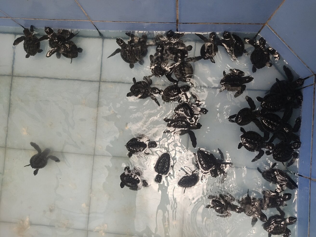 Sea Turtle Pangandaran景点图片