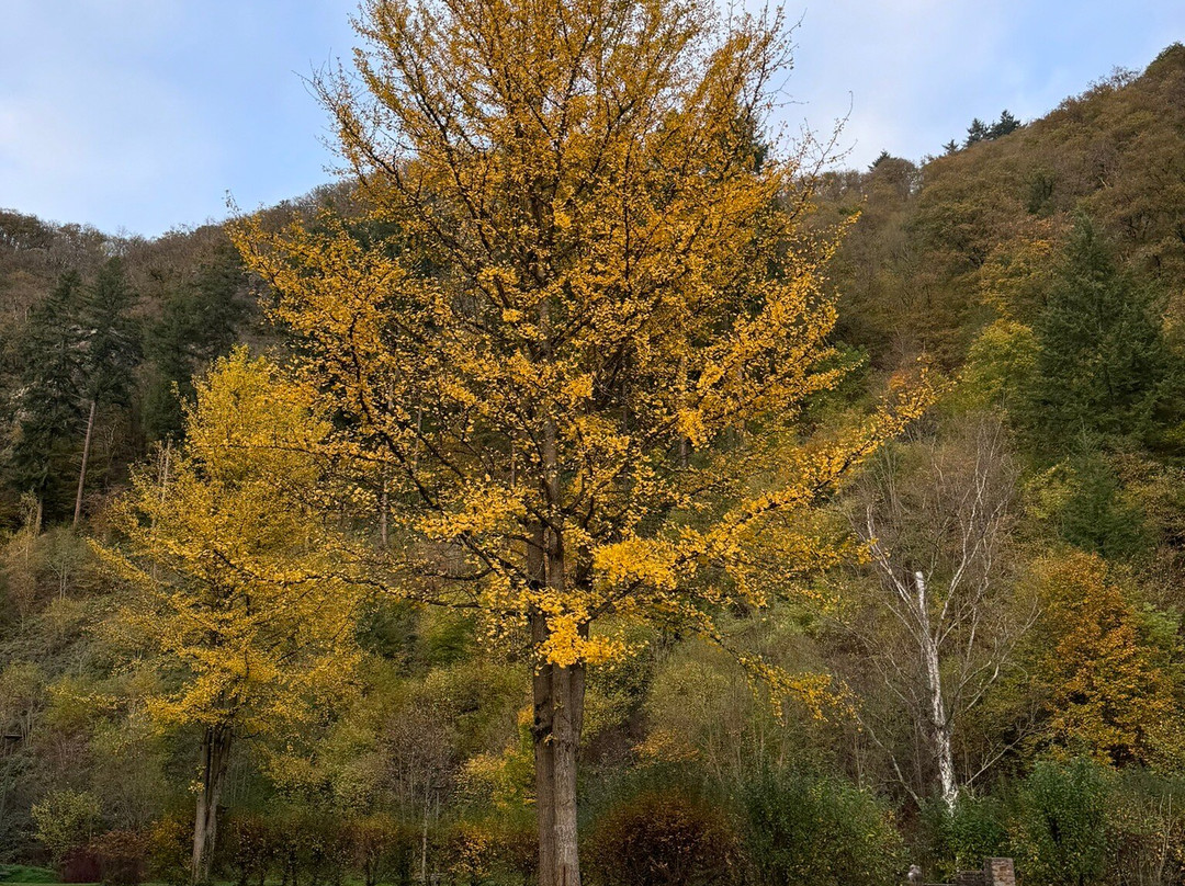 Landschaftstherapeutischer Park Römerkessel-Bad Bertrich必去景点