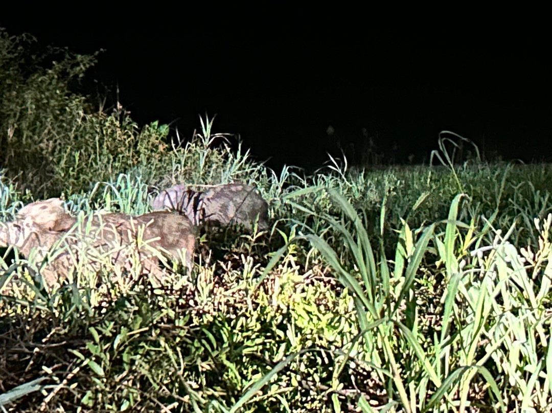 Ecolodge Flottant - Marais de Kaw-Regina必去景点