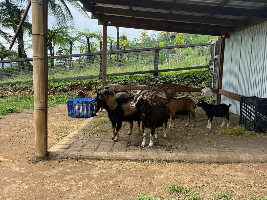 Bali Farm House景点图片