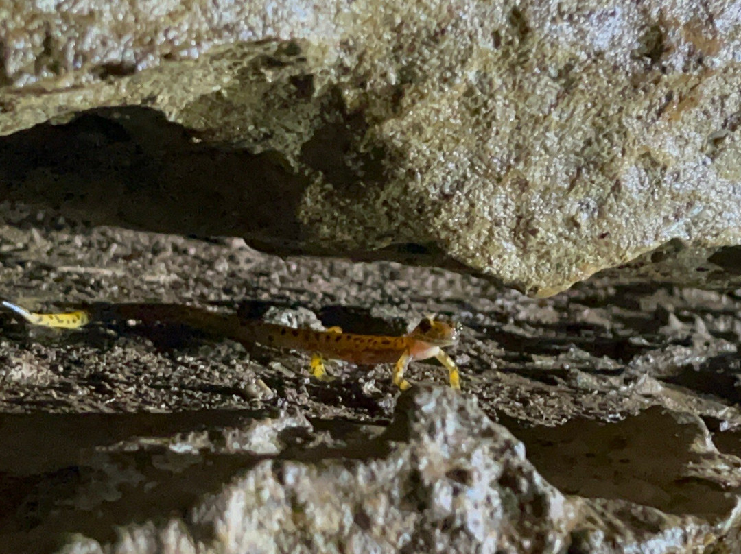 Crystal Cave-斯普林菲尔德必去景点