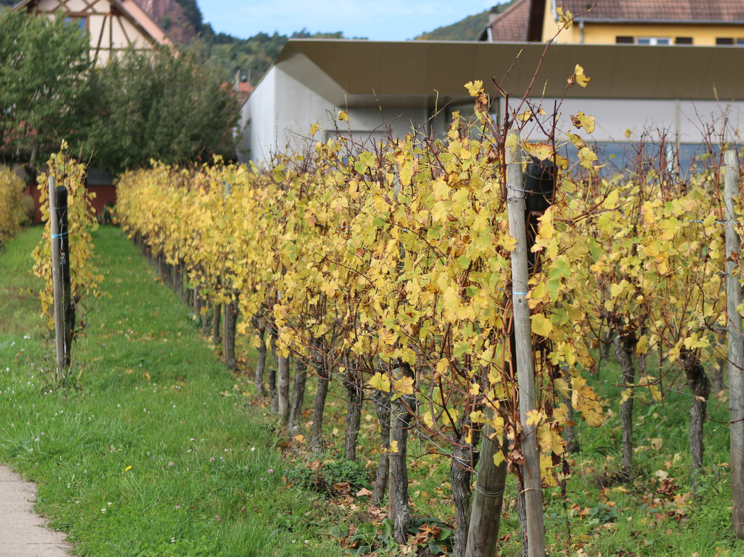 Vins & Crémants d'Alsace Ginglinger-Fix景点图片