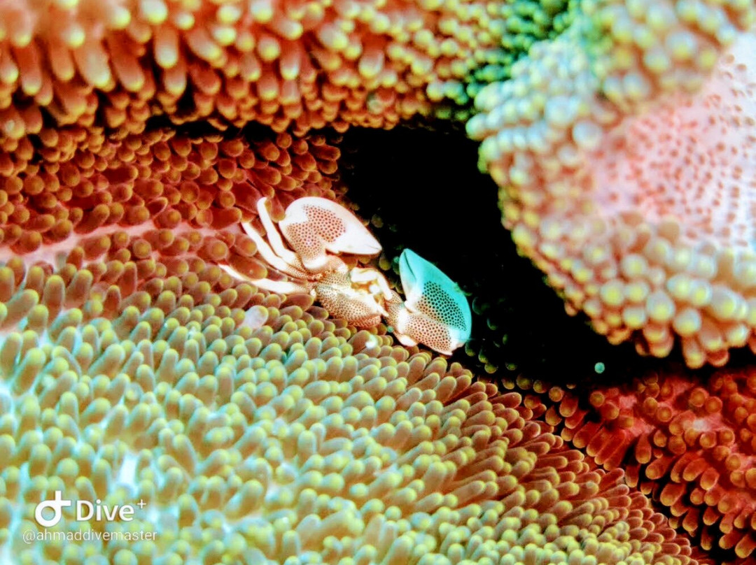 Wakatobi Marine Dive景点图片