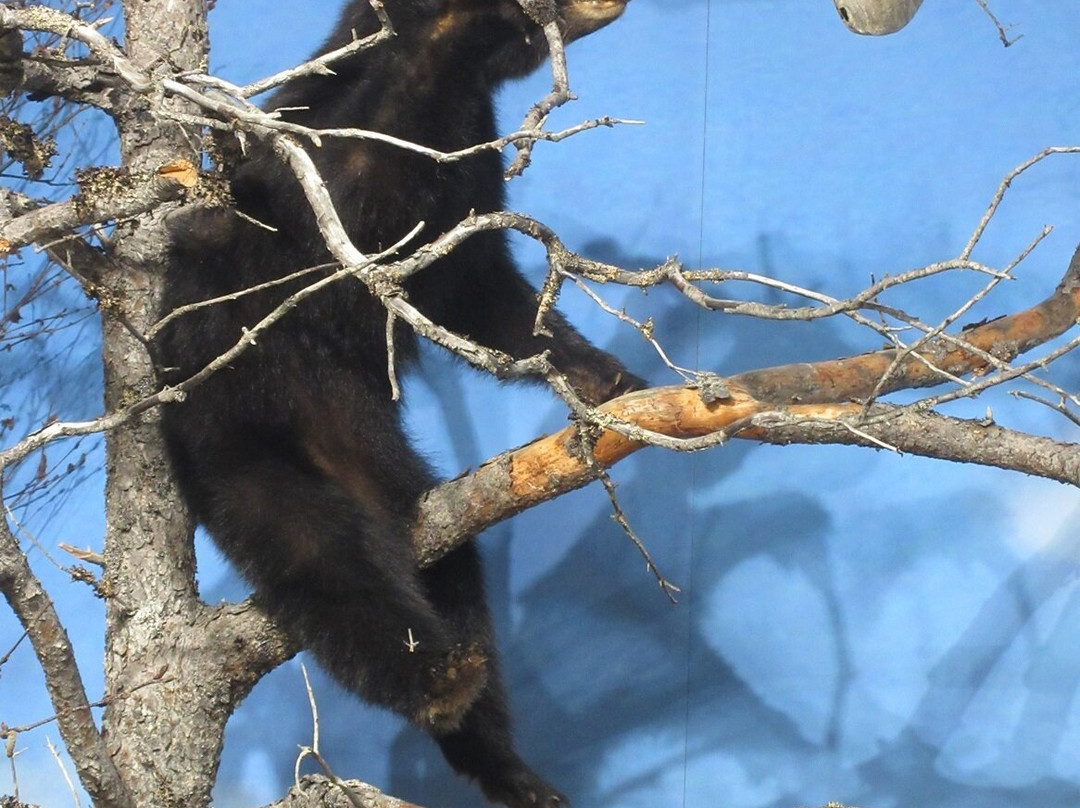 Gros Morne Wildlife Museum-Rocky Harbour必去景点