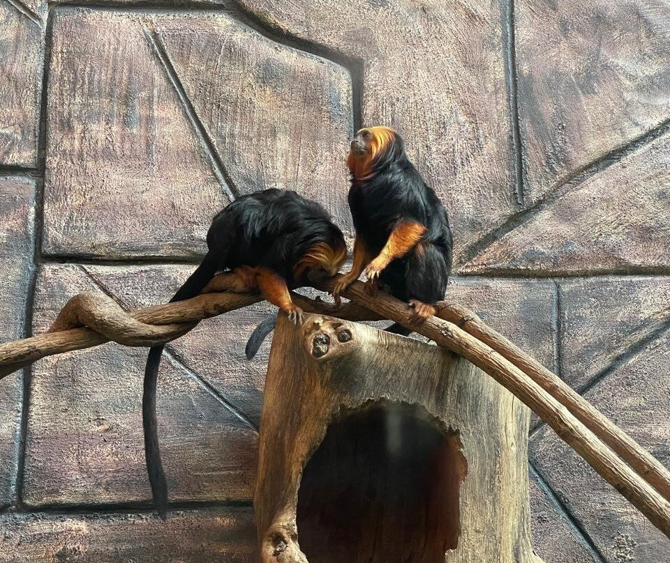 Jv Tour Receptivo-累西腓必去景点