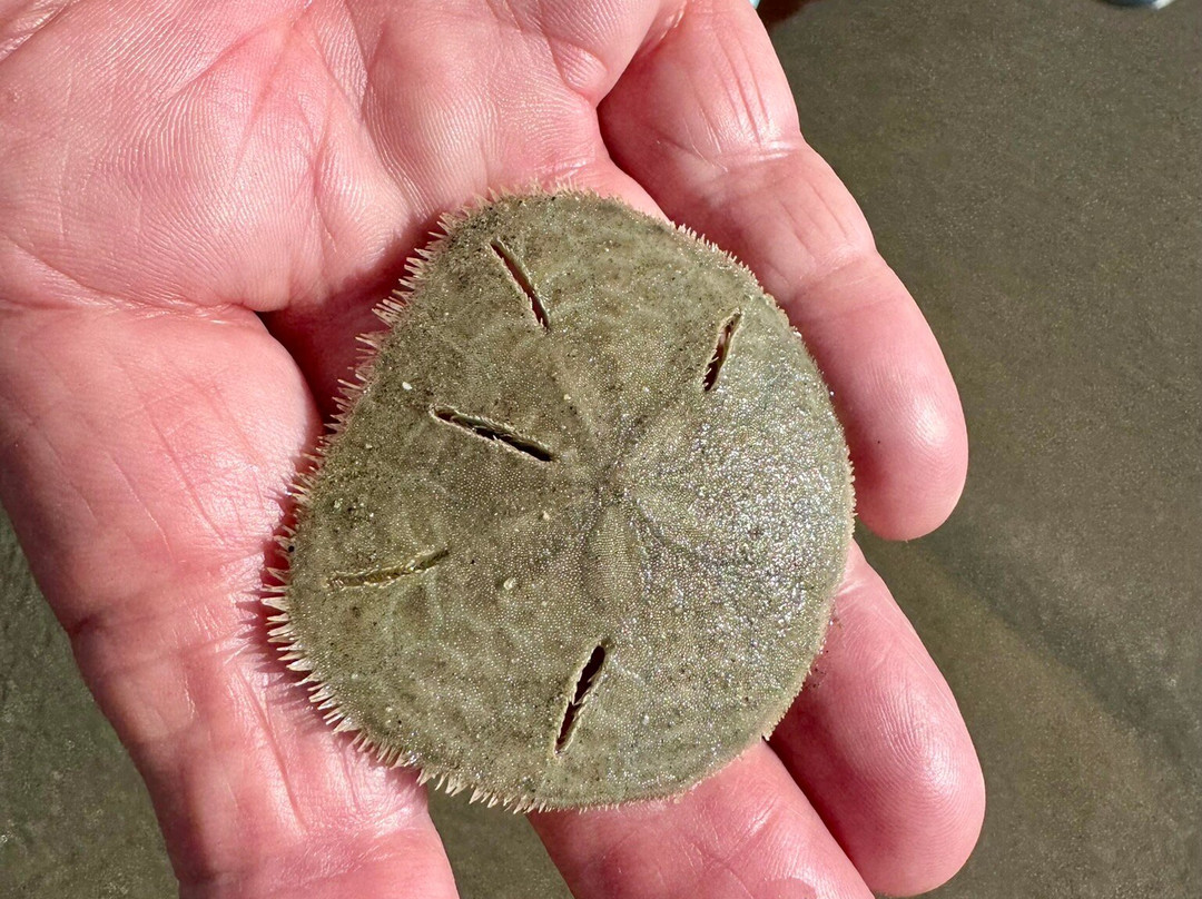 Nuevo Nayarit Beach-新瓦雅塔必去景点