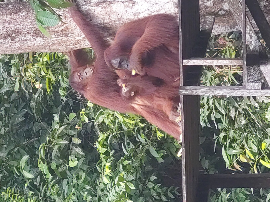 Orang Utan Kalimantan-Pangkalan Bun必去景点