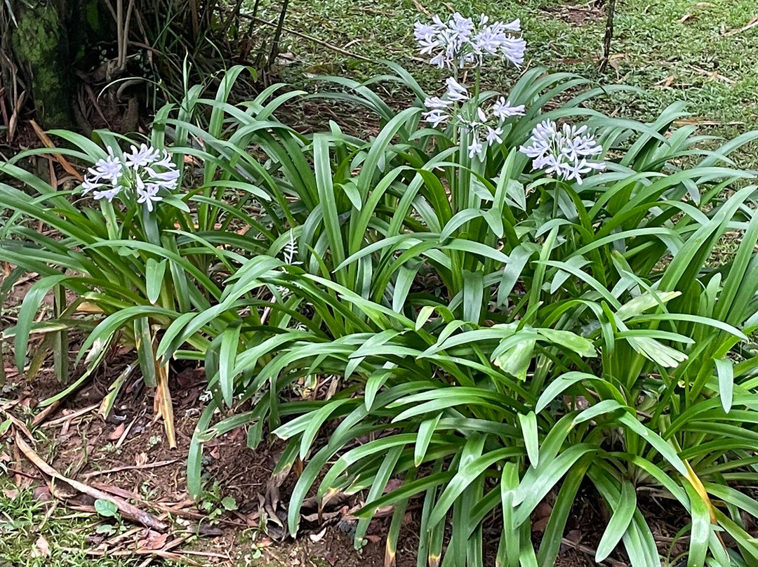 Art Gallery Benedicto Calixto-桑托斯必去景点