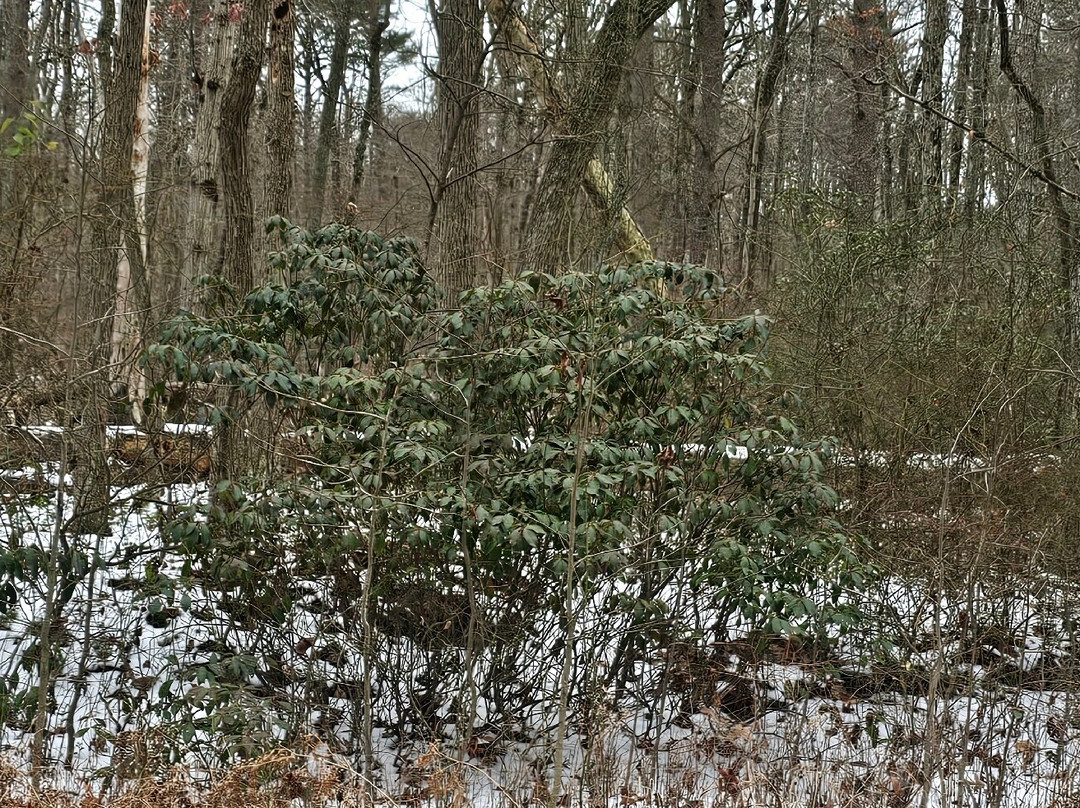 Elk Neck State Forest景点图片
