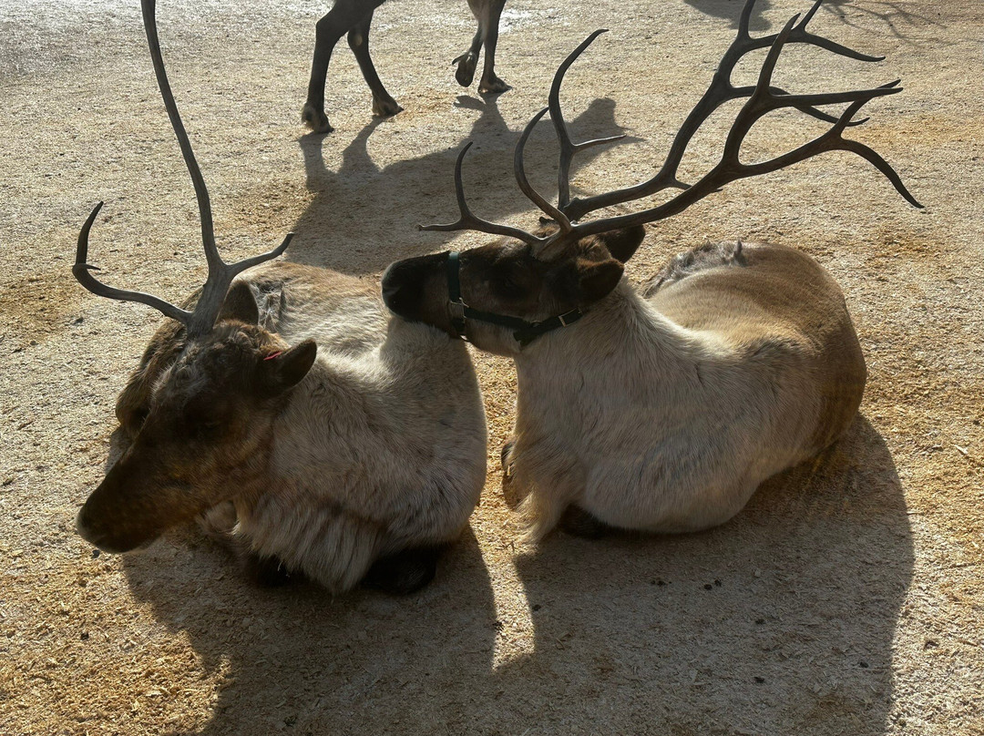 Leavenworth Reindeer Farm景点图片