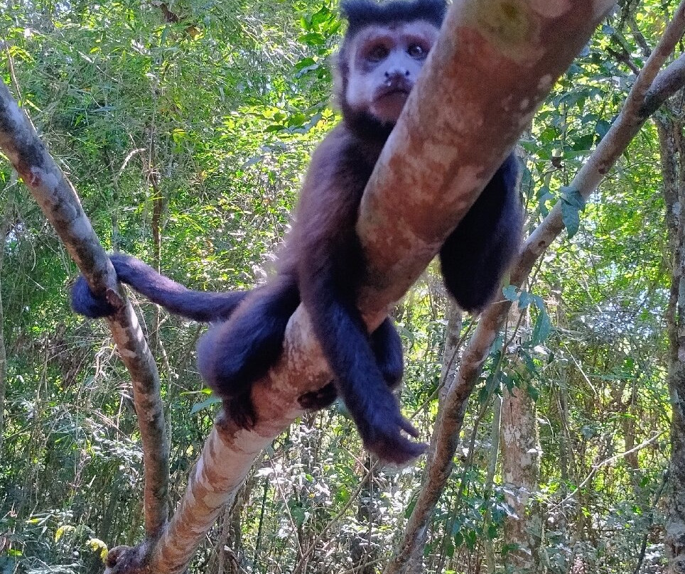 Sendero Macuco-伊瓜苏港必去景点