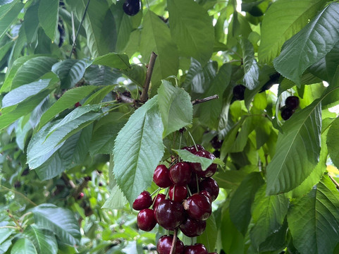 Smithy's Pyo Cherries-克伦威尔镇必去景点