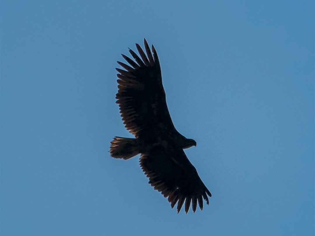 Hungarianbirdwatching.com Day Tours-布达佩斯必去景点
