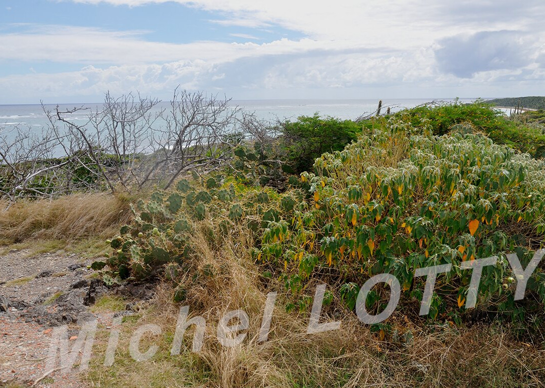 Domaine Du Grand Macabou-Le Marin必去景点