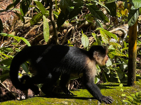 Parque Nacional Natural Gorgona-La Gorgona必去景点