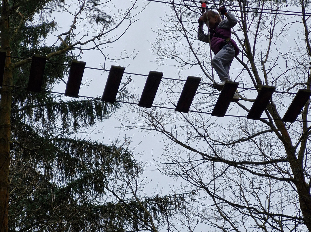 Go Ape Wyre景点图片
