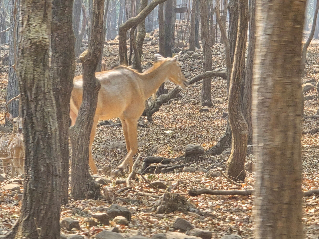 Deer Park-锡尔瓦萨必去景点