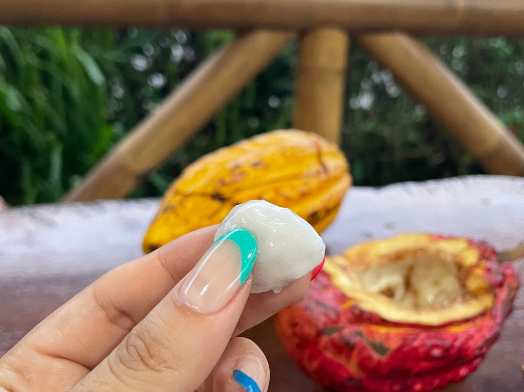 Mindo Maya Chocolate-明多必去景点