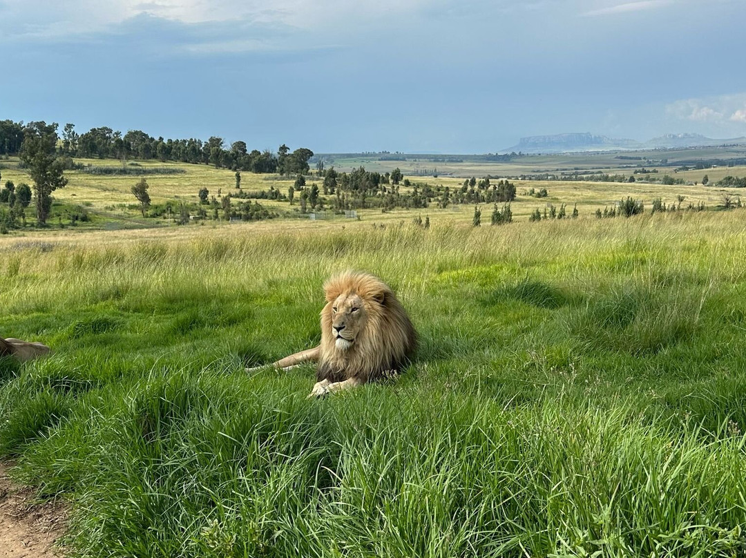 Glen Garriff Lion Conservation Npc-哈利史密斯必去景点