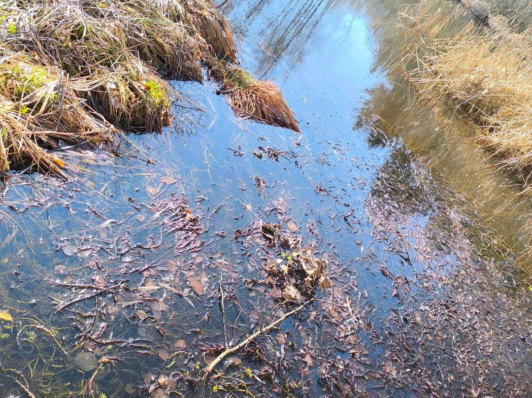 ETANG DE LA LeCHE景点图片