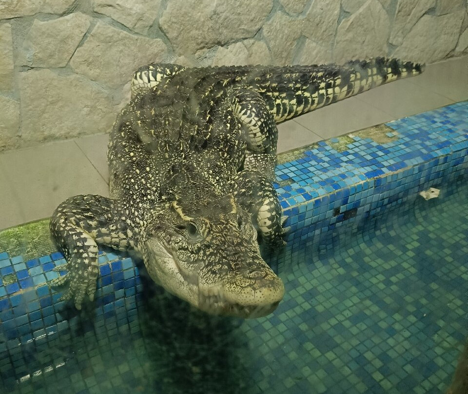 Krokodilvil景点图片
