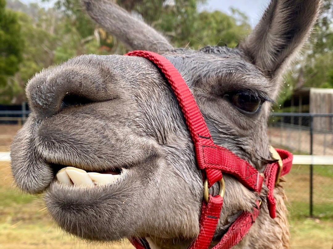 Hanging Rock Llama Treks-Woodend必去景点