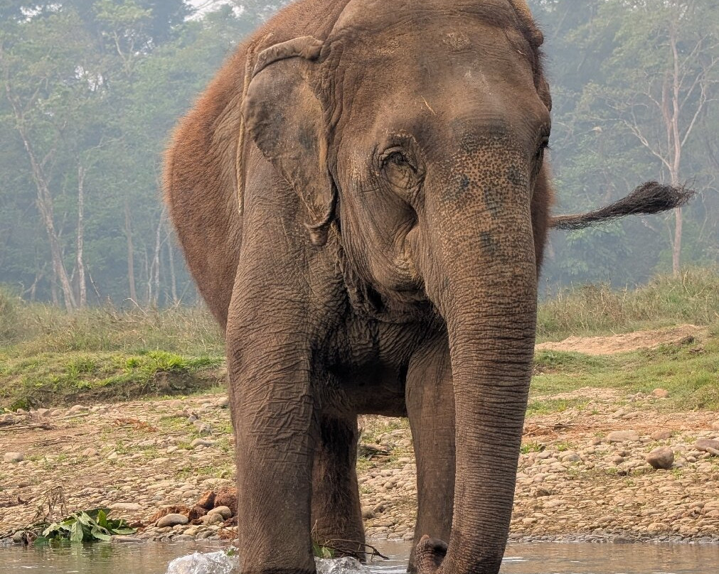 Chitwan Jungle Safari-奇旺国家公国必去景点