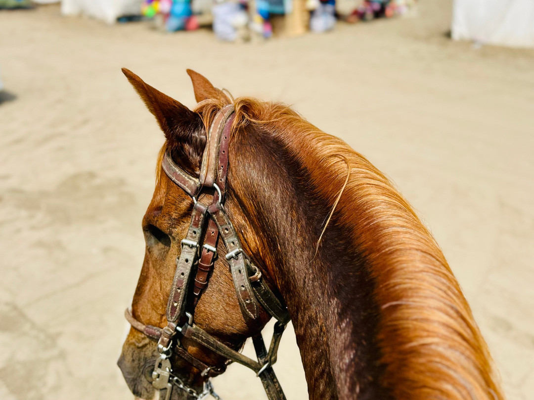 Cabalgatas-Santa Cruz de Flores必去景点
