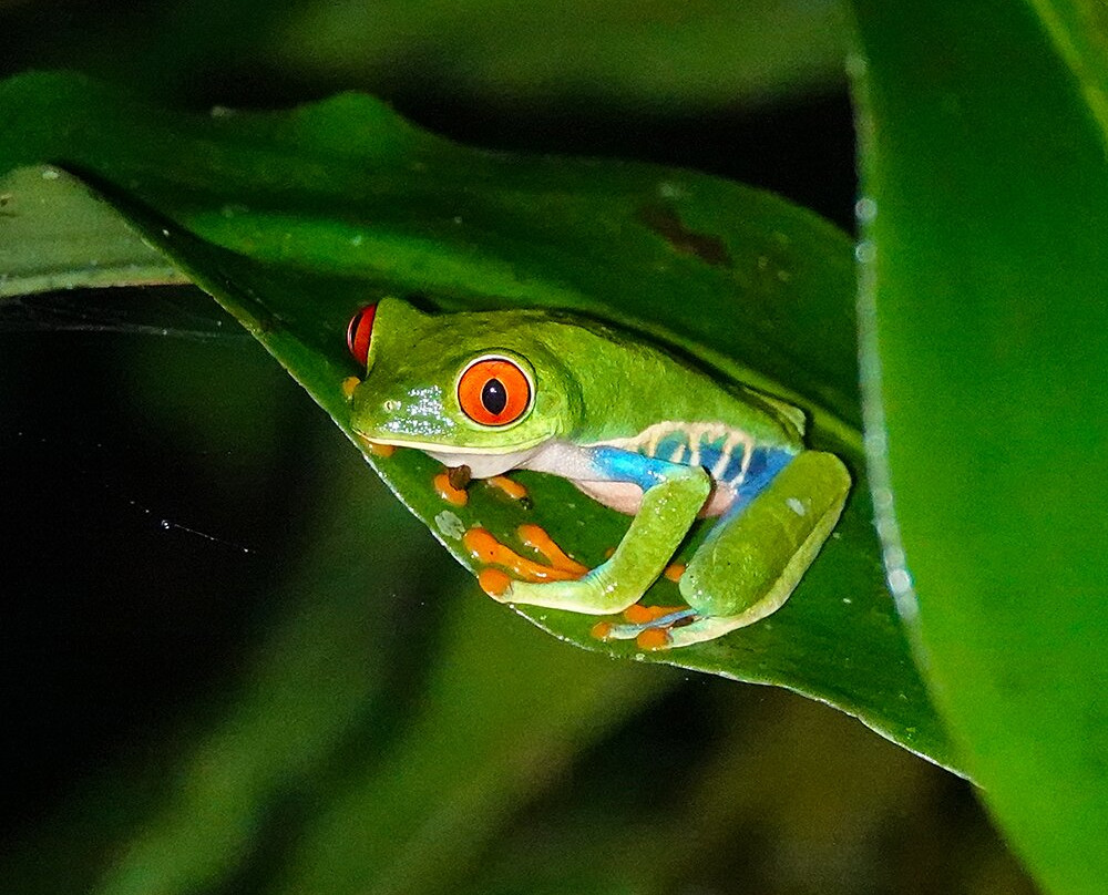 Tapirs Home-Upala必去景点