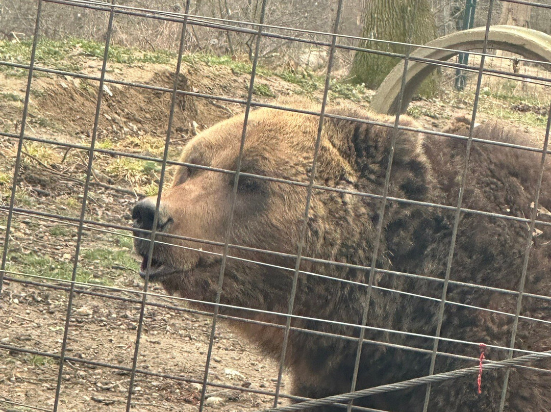 Libearty Bear Sanctuary Zarnesti景点图片
