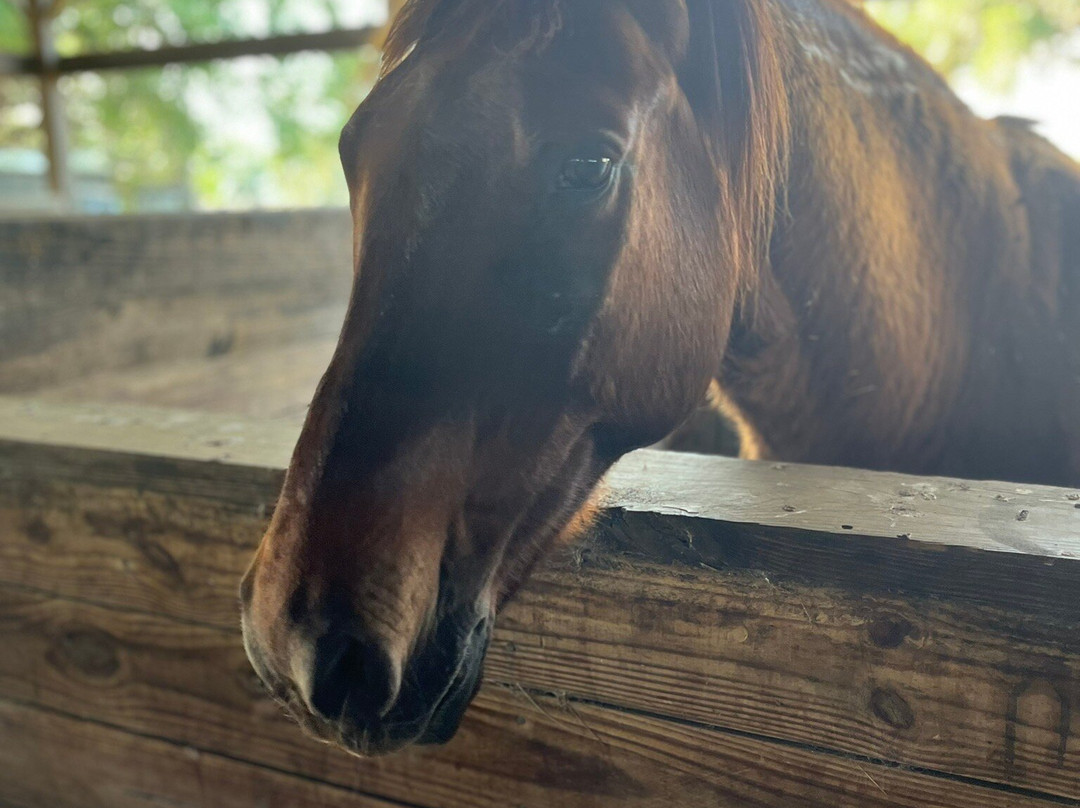 Wild Horse Rescue Center-Webster必去景点
