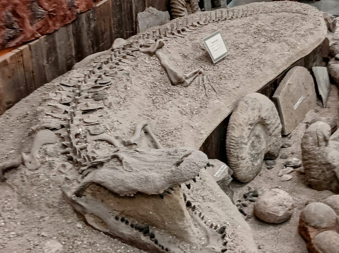 Jim Gray's Petrified Wood Co.-霍尔布鲁克必去景点