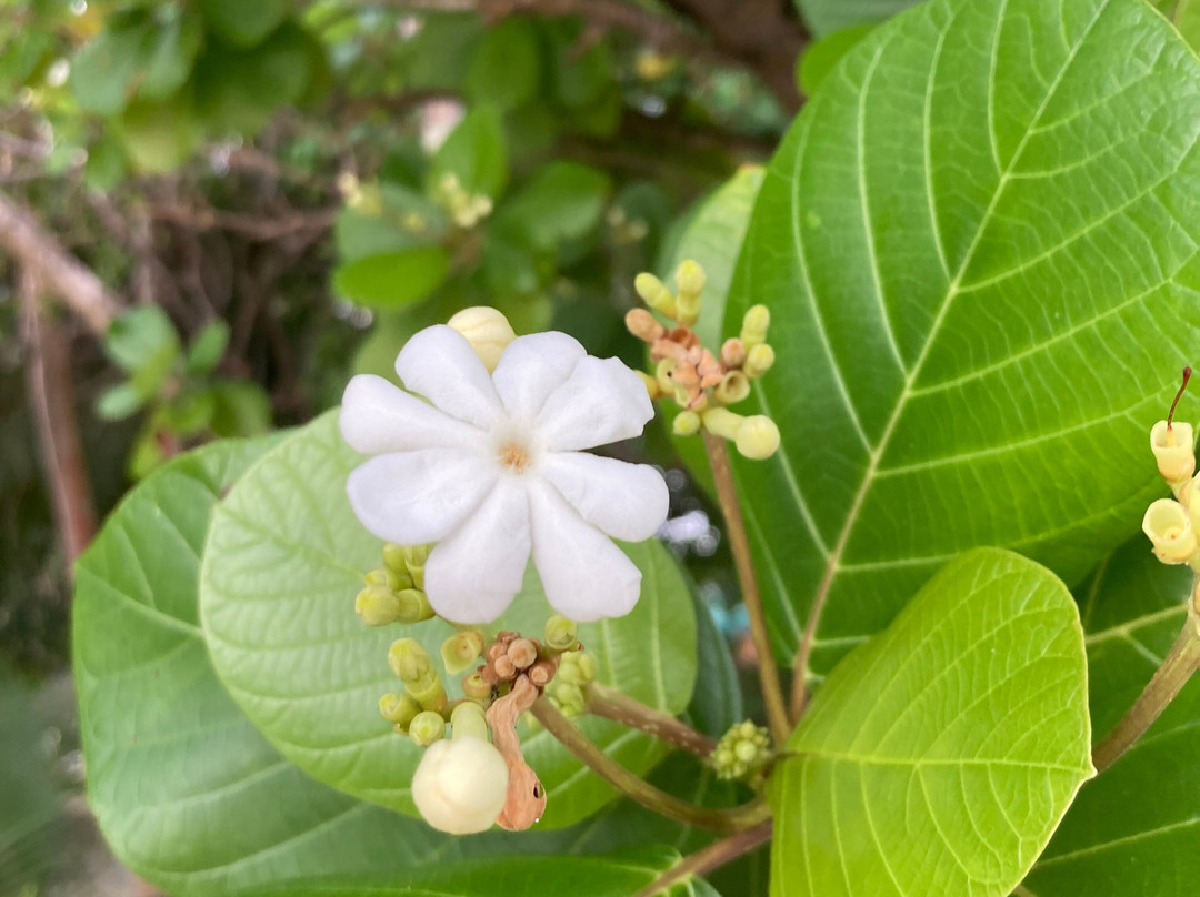 Luau Beach Inn Maldives主图