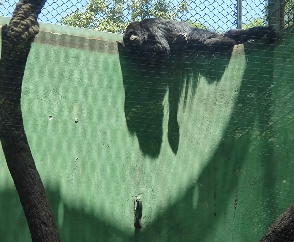 Zoológico de Chapultepec-墨西哥城必去景点