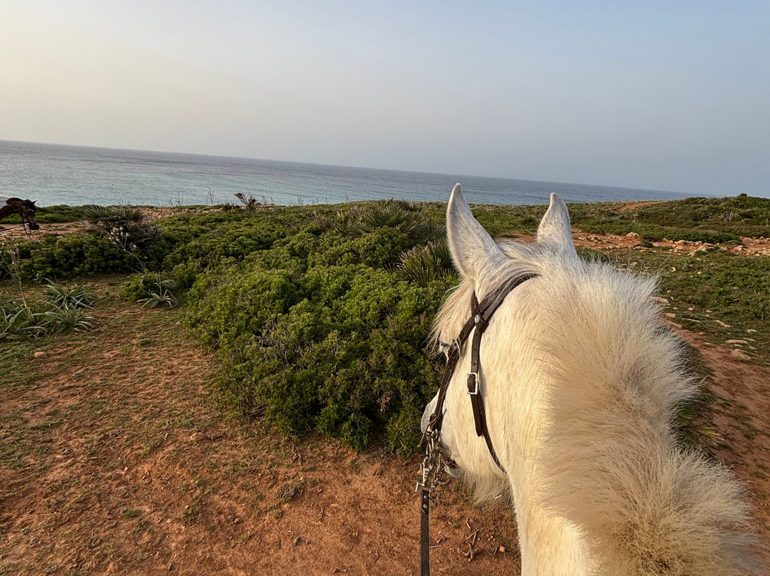 Hipico Cala Ratjada Eddi's Reitstall-Cala Ratjada必去景点