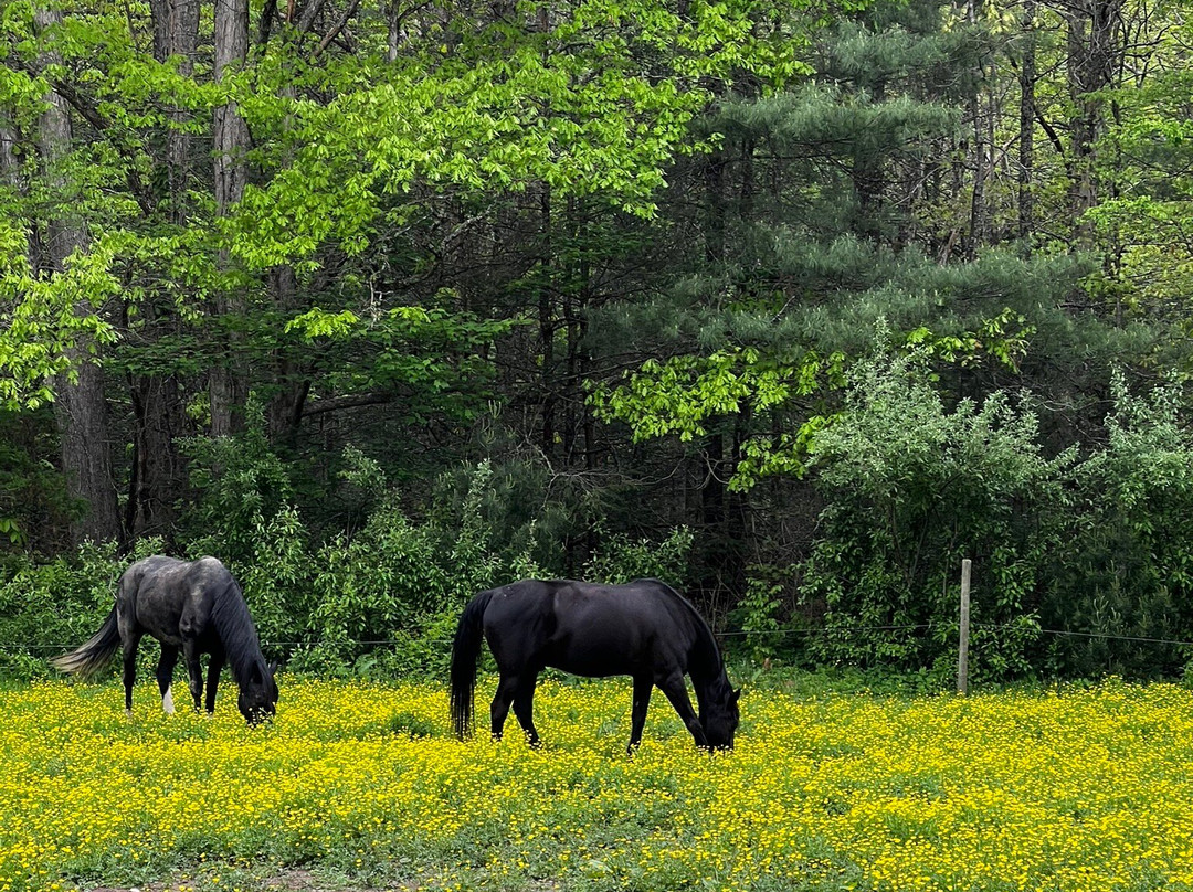 Appalachian Horse Adventures-温泉村必去景点