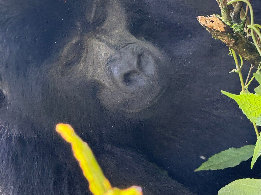 Jewel Safaris-坎帕拉必去景点