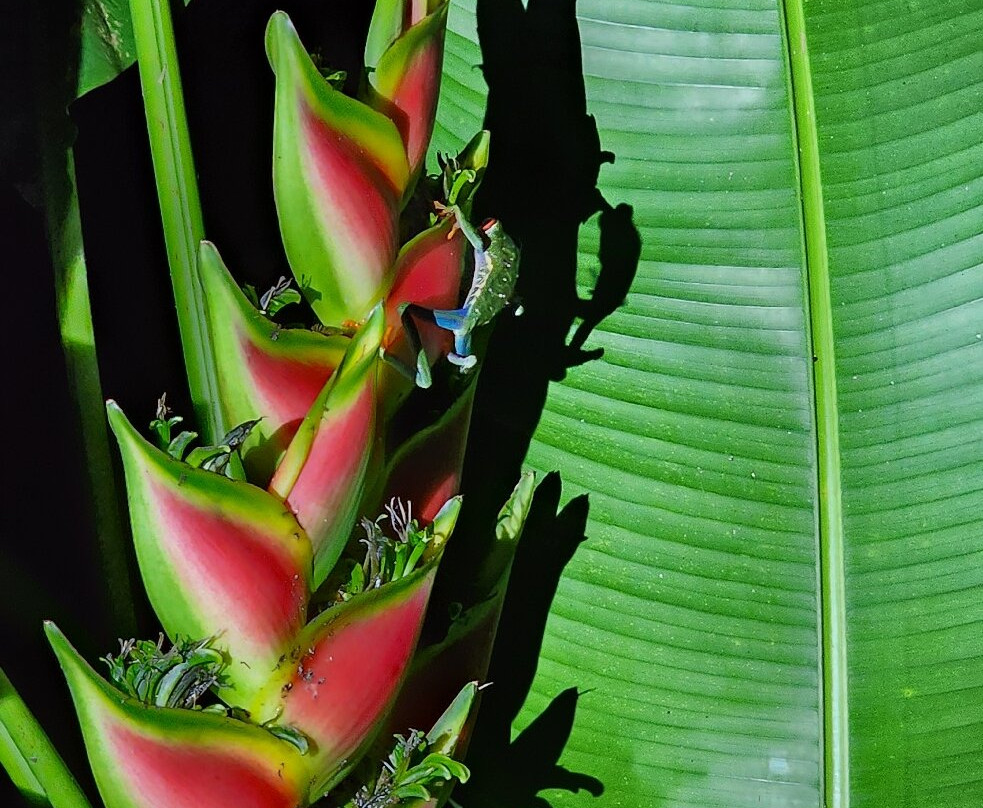 Tapir Valley Nature Reserve-Bijagua de Upala必去景点