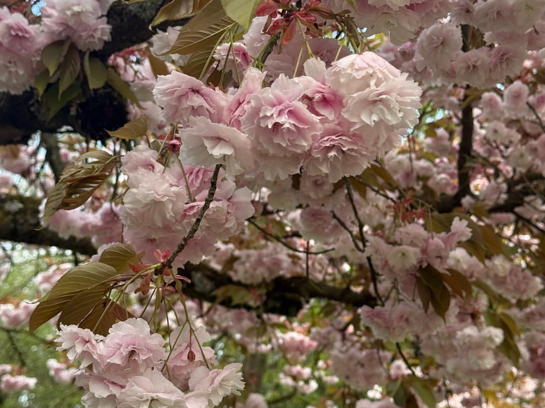 Japanese Tuin-哈瑟尔特必去景点