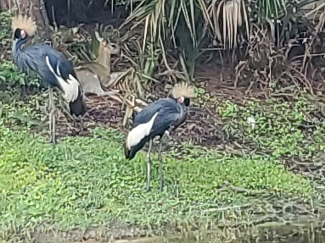 Brevard Zoo景点图片