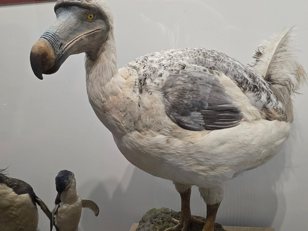 Museo Civico di Storia Naturale景点图片