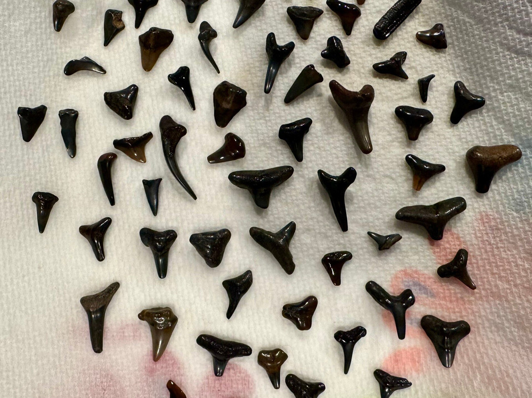 Manasota Key Beach-恩格尔伍德必去景点